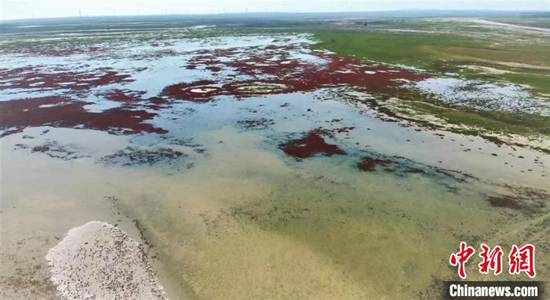 资料图。图为夏季的察汗淖尔湿地。　察汗淖尔湿地保护中心供图