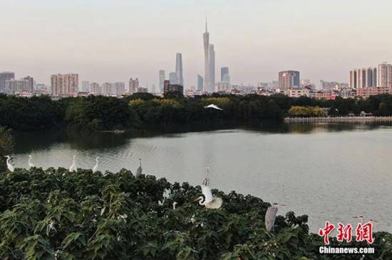 广东省广州市，白鹭、苍鹭等鸟类在海珠湖观鸟岛上停歇。陈楚红 摄