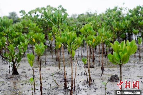 广西北海红树林湿地：多样性生物的温床