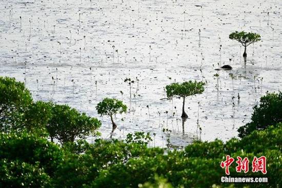 深圳福田红树林国家级自然保护区。陈文 摄